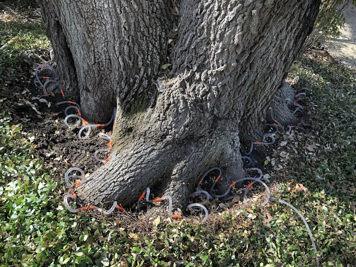 Detailed Tree Cabling and Bracing job site in French Creek