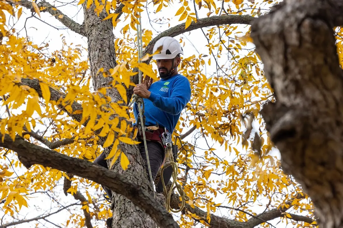 Skilled Tree Pruning crew working in French Creek